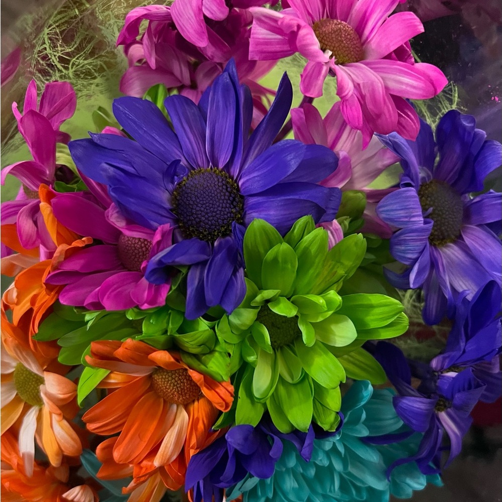 Meet your Posher, Ann